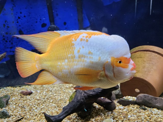 Amphilophus Citrinellus F2 lake Nicaragua male Creamcicle midas.....in ...