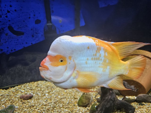 Amphilophus Citrinellus F2 lake Nicaragua male Creamcicle midas.....in ...