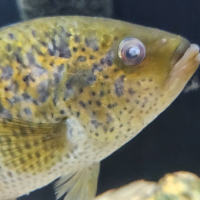 cloudy eye fish 1.jpg