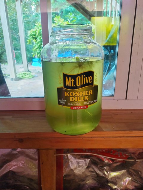 NOT pickle juice..jpg