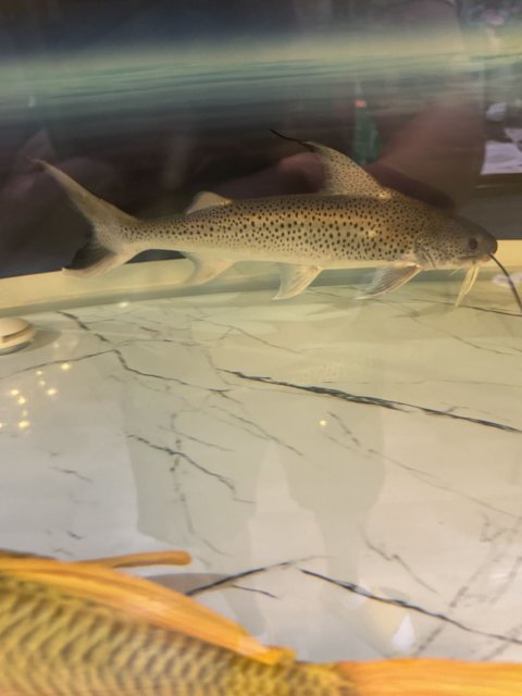 Fish 1.jpg