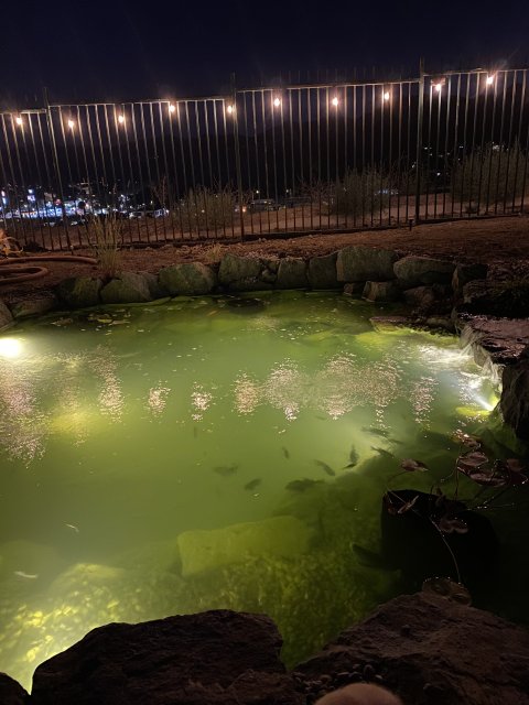 Pond at Night.jpg