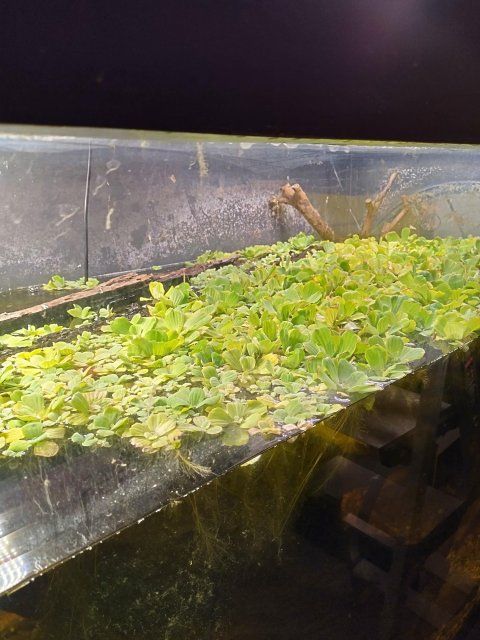 more water lettuce.jpg