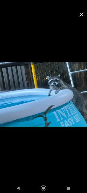 bad raccoon.png