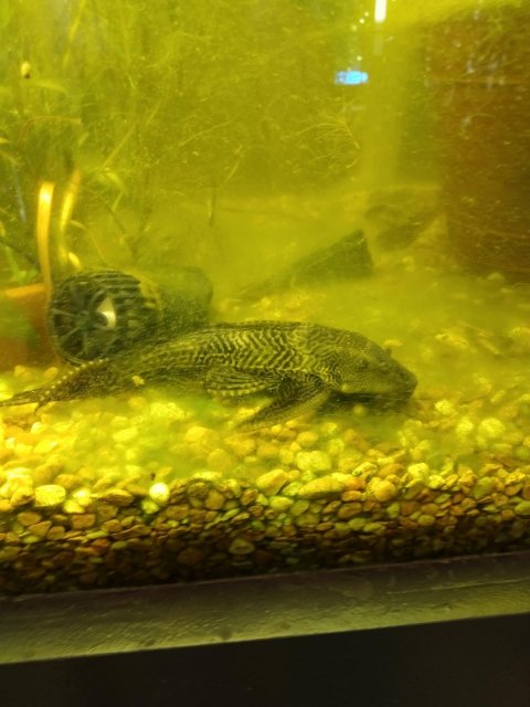 pleco in Chicago.jpg