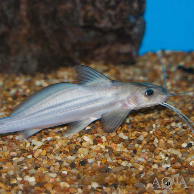 Pirinampu-Catfish.jpg