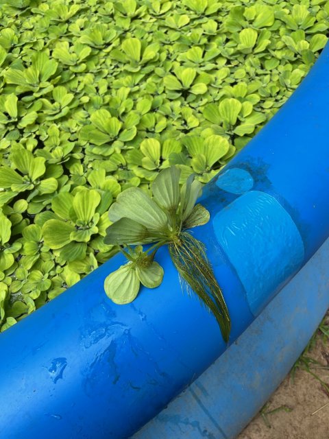 water lettuce growth.jpg