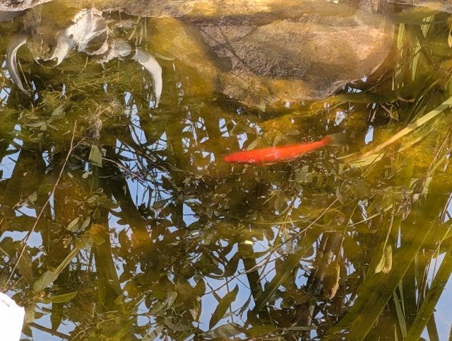 goldfish in pond.jpg