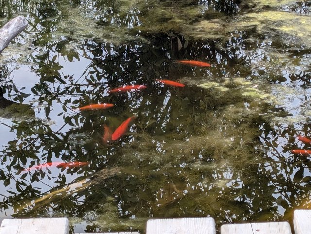 pond goldfish.jpg