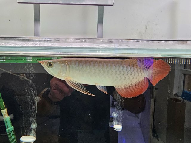 arowana.jpg