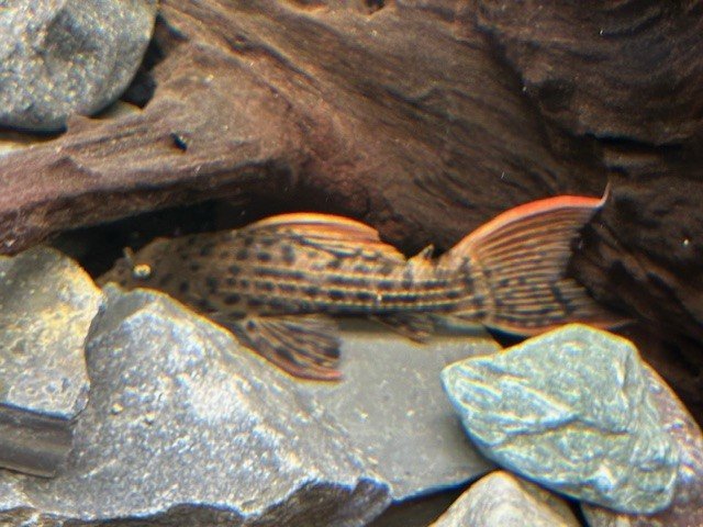 Pleco 1.jpg