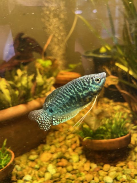 Blue Gourami.jpg