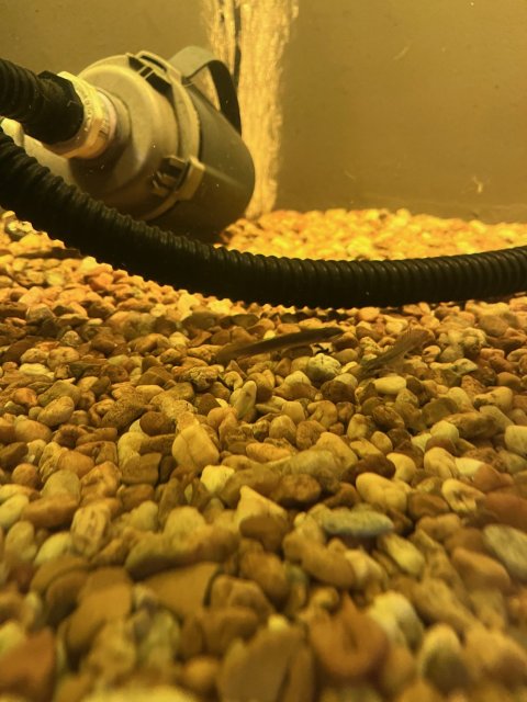 Baby Bichirs.jpg