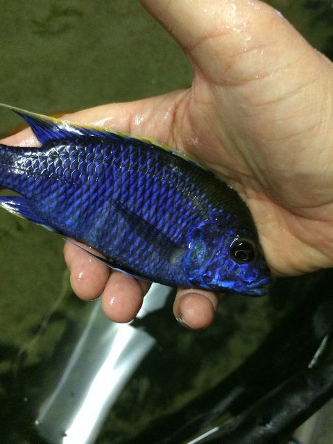 blue cichlid in motoro pond.jpg