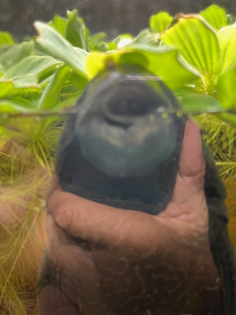 pleco in hand.jpg