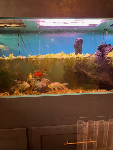 Another water change.jpg