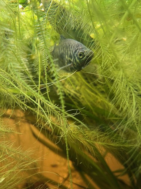 Blue Gourami Dec. '24.jpg