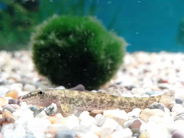 stone loach.jpg