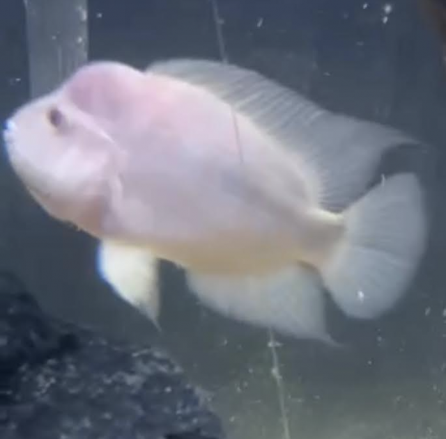 fish 1.png