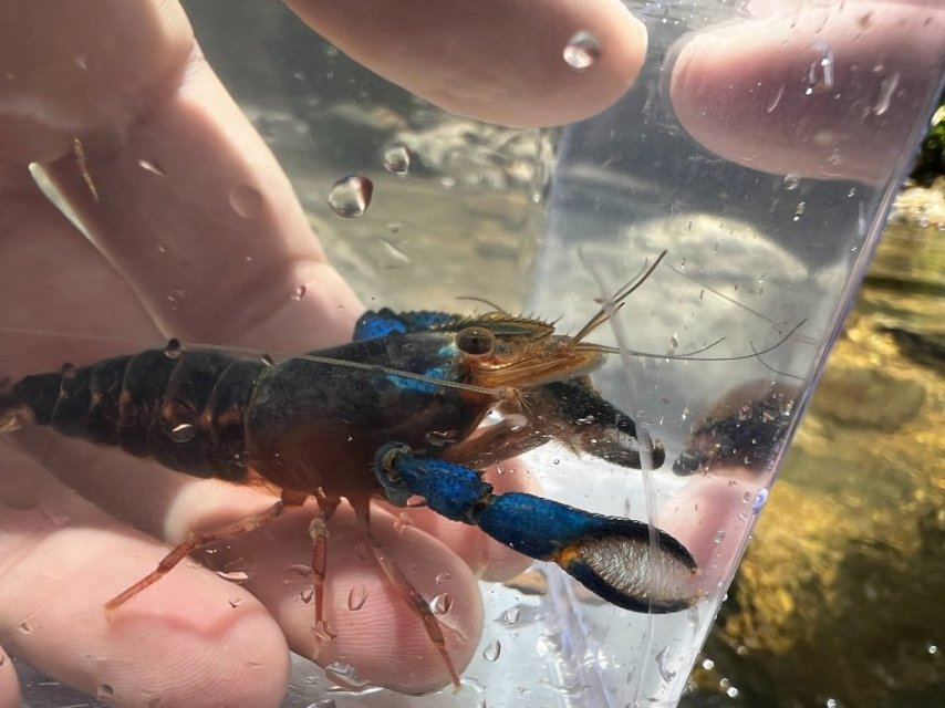 hancocks river prawn CostaRica.jpg