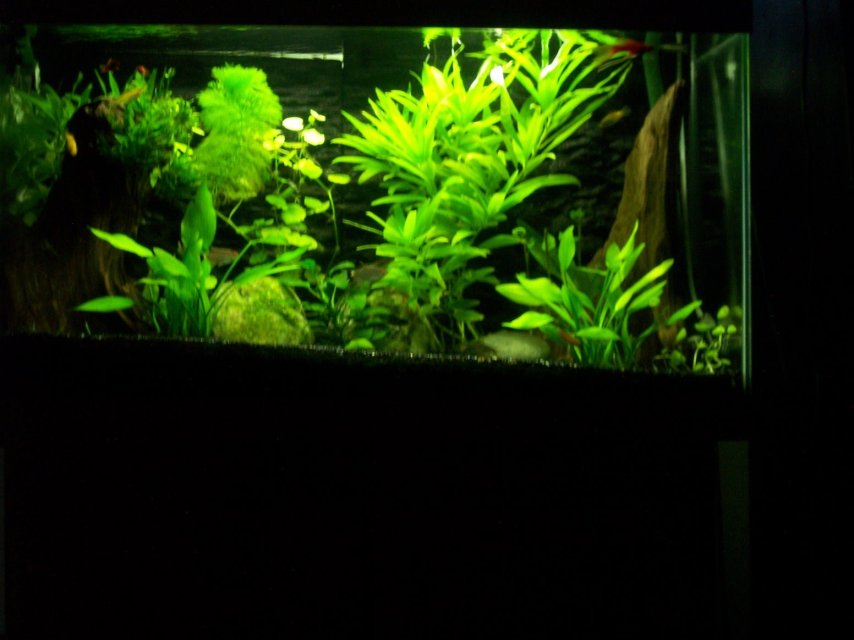 25gal 72cm Tank.jpg