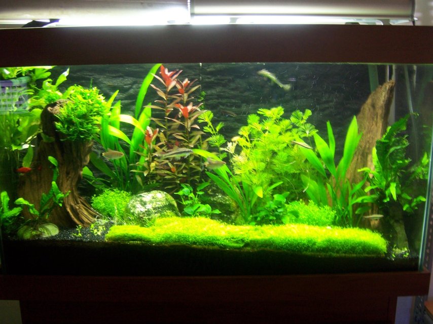 25gal 72cm Tank_1.jpg