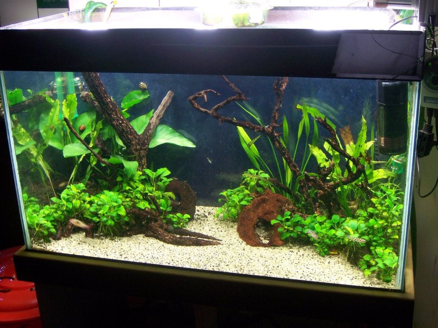 55gal S. leopoldi tank.JPG