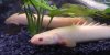 albino bichir.JPG