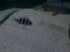 African Cichlids 12182007 039.jpg