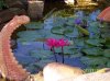 Pond-Lillies.JPG