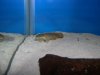 Senegal Bichir 1.jpg