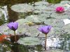 Pond-Lillies-2.jpg