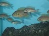 FISH PIX 028.jpg