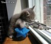 cat snipper.jpg