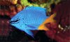 New damselfish.jpg