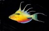 New wrasse.jpg