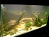 Bichir Tank 008.jpg