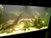 Bichir Tank 009.jpg