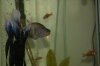 new house fish 079.jpg