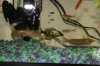 new house fish 083.jpg