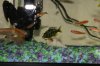 new house fish 084.jpg