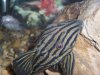 2005-03-21 royal plec.jpg