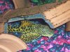 09-15-04 L124 Para pleco.jpg