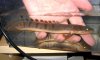 polypterus weeksi.jpg