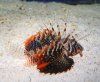 lionfish1.jpg