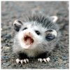 possum.jpg