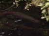 Jungle arapaima 4.JPG