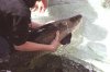 Arapaima-IMG_6635.jpg