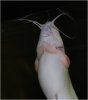 Catfish_20080403_005.jpg