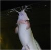 Catfish_20080403_002.jpg